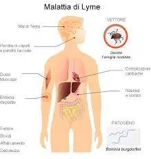 La Malattia di Lyme: Comprensione e Prevenzione