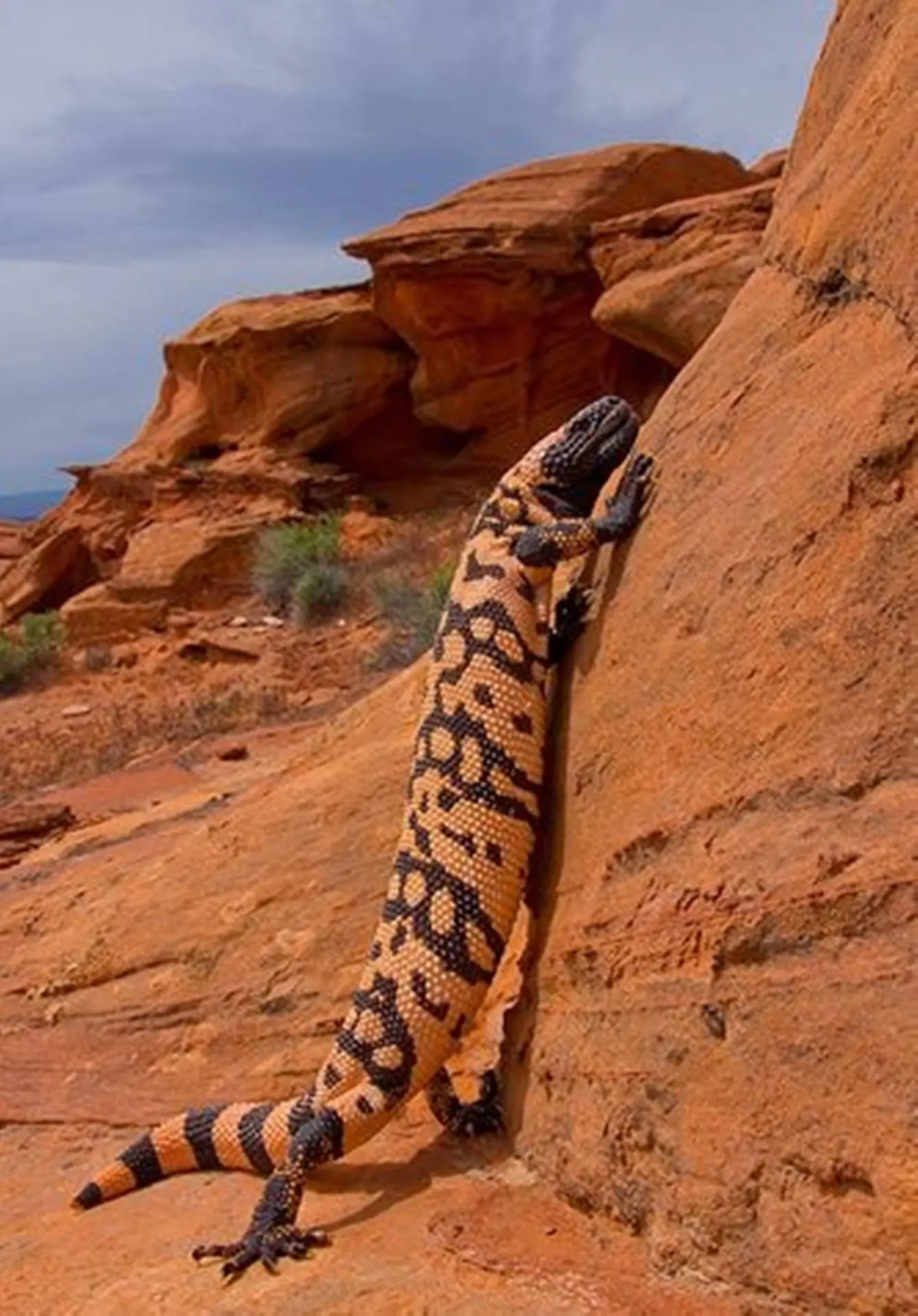 Esplorando il Gila: Un Focus sulla Creatura del Deserto