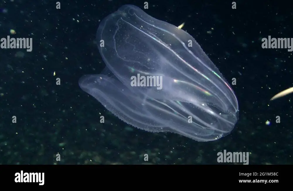 Noce di mare: un elemento chiave per la sostenibilità
