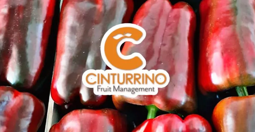 carmelo cinturrino — IT news