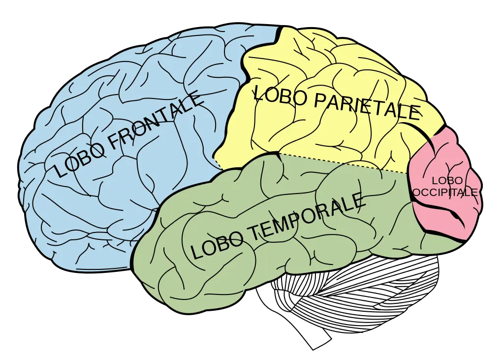 Il Cervello: Comprendere le Sue Funzioni e Importanza
