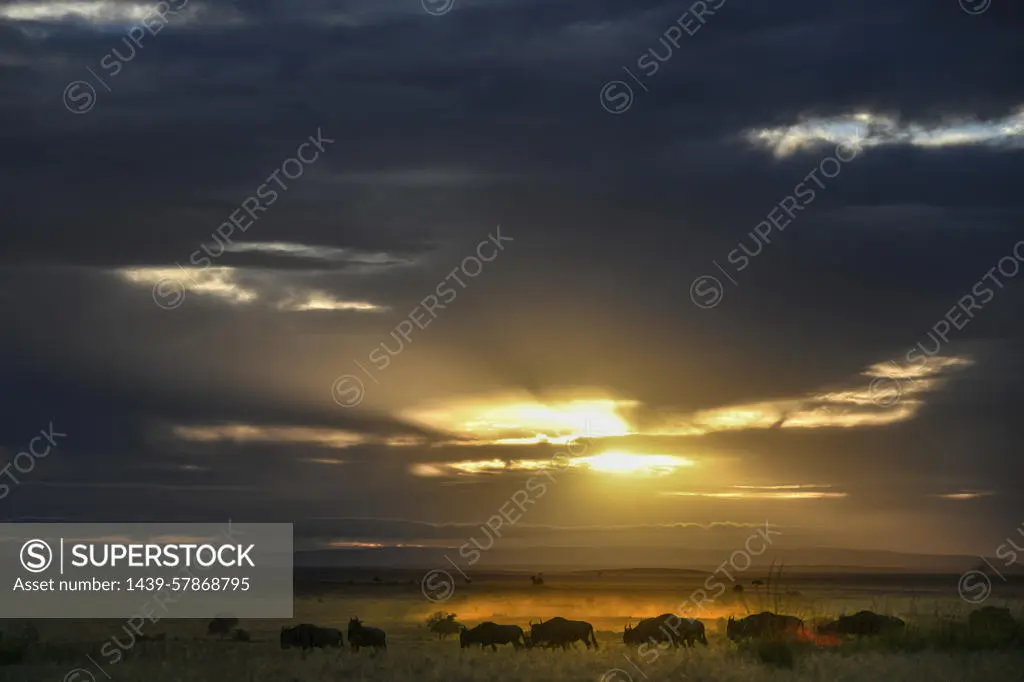 Analisi della situazione attuale in Kenya image 1