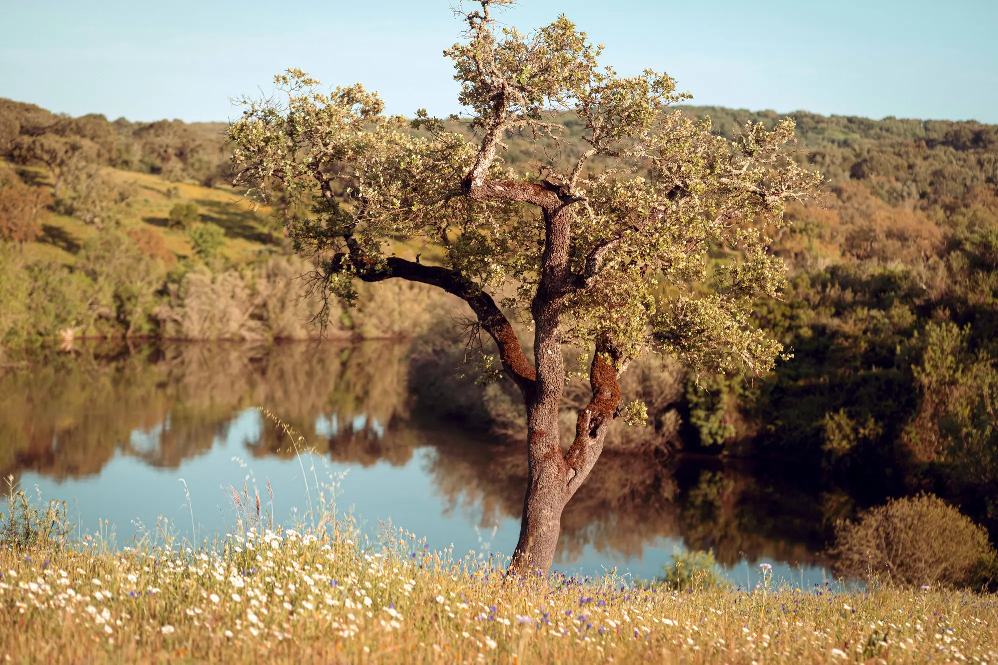 Neos: La Rivoluzione nei Trasporti Sostenibili