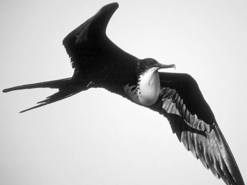 fregata martinengo — IT news