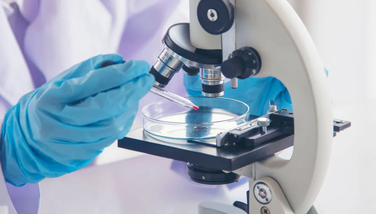 vimentina — IT news