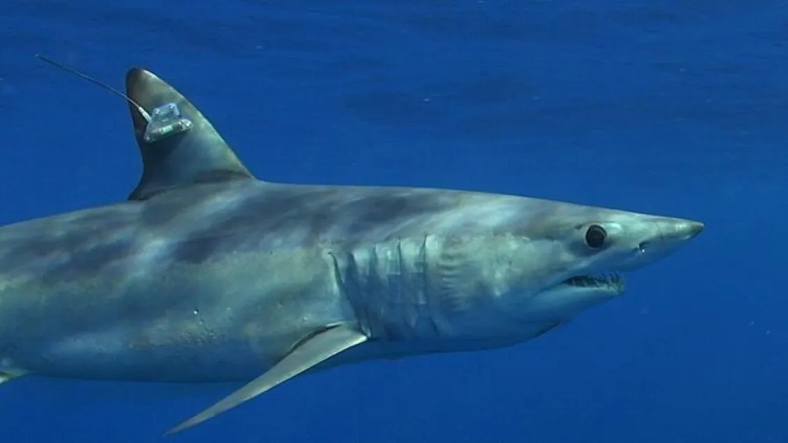 Squalo mako: Un grosso colpisce un motoscafo a Gallipoli